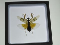 -上海昆虫博物馆