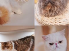 -More Fun猫咖 二十只万元加菲主题