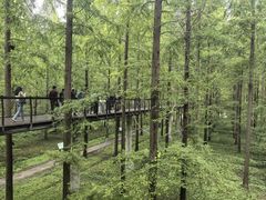 -黄海国家森林公园