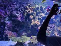 -暹罗海洋世界
