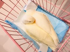 -RU DUCK柯尔鸭公社·撸鸭俱乐部·羊驼·小香猪