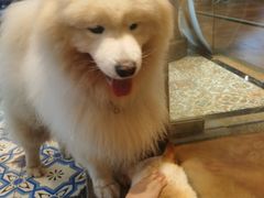 -more than meow吴止猫主题餐厅(承德 中船汇店)