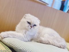 -CAT’S MEWSTAR CAFE·喵星球猫屋(晴湾咖啡店)