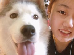 -Husky Go! 哈士奇体验馆·宠物咖啡厅狗咖