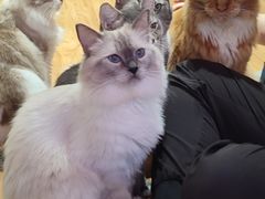 -MOCHA明星猫咖(田子坊店)