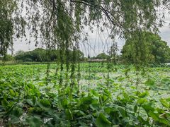 -梁鸿国家湿地公园