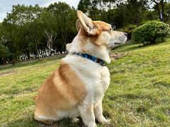 -宠颐生斯嘉宠物医院·急重症·心内科(谷阳北路分院)