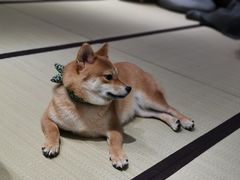 -逗柴咖啡屋·狗咖猫咖宠物桌游