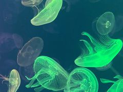 -烟台海昌鲸鲨海洋公园