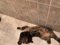 -平行世界·猫咖(首经贸店)