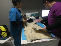 -关爱宠物医院·猫科中心·消化科(滨湖万达分院)