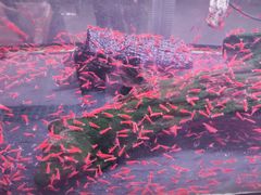 -中环花鸟鱼虫市场