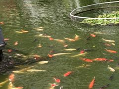 -桃园盛宴·岭南粤菜·手工茶点(南庄店)