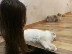 -袖虎·猫馆(体育西路店)