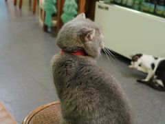 -猫色咖啡·猫咖