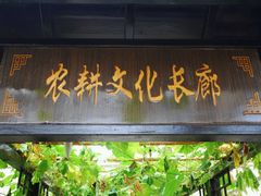 -上海都市菜园