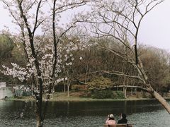 -上海共青森林公园