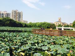 -新江湾城公园