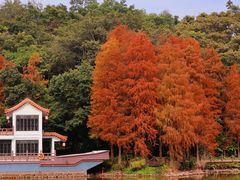 -深圳仙湖植物园