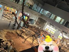 -自贡恐龙博物馆