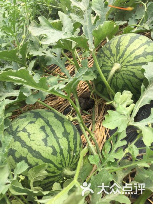 横溪西瓜-图片-南京休闲娱乐-大众点评网