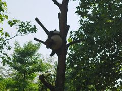 -都江堰中华大熊猫苑