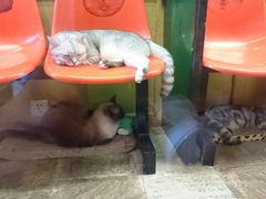 -猫咪博物馆(顶澳仔猫街店)