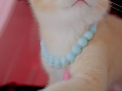 -翊宠yipet猫狗购宠庄园犬舍•猫舍