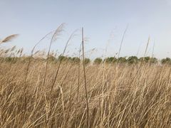 -野鸭湖国家湿地公园