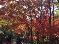 -龙道沟景区