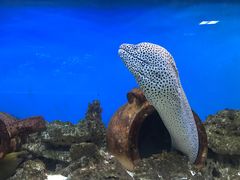 -御唐府海珊瑚主题餐厅