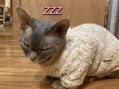 -MOCHA明星猫咖(田子坊店)