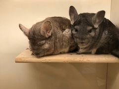 -龙猫仔乐园(惠福东路店)