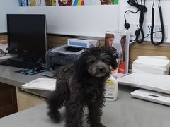 -爱侣宠医·鹦鹉专科·小型哺乳类·异宠专科(灵石路店)