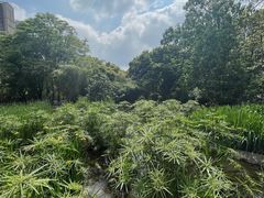 -成都市活水公园