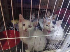 -三旗百汇商品城