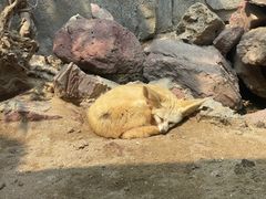 -广州长隆飞鸟乐园
