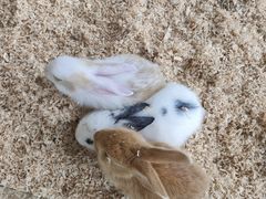 -怪兽屋·羊驼·猫咖·狗咖(俊华广场店)