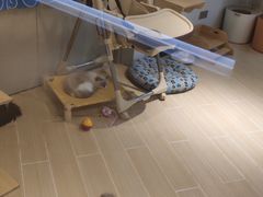 -momokira米努特·德文卷毛猫·棉花面纱犬