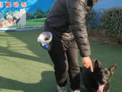 -宠物寄养训练学校