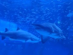 -海合安成都极地海洋公园