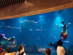 -海棠湾洲际-涛·海底餐厅·美人鱼·自助餐·海底隧道