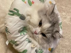 -喜多萌中农锦绣动物医院24H·猫科·牙科MRI·CT