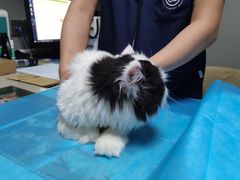 -关爱宠物医院·猫科中心·消化科(滨湖万达分院)