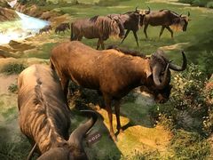 -陕西自然博物馆