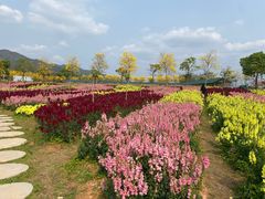 -天适樱花悠乐园