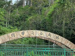 -西双版纳原始森林公园