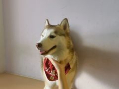 -Husky Go! 哈士奇体验馆·宠物咖啡厅狗咖