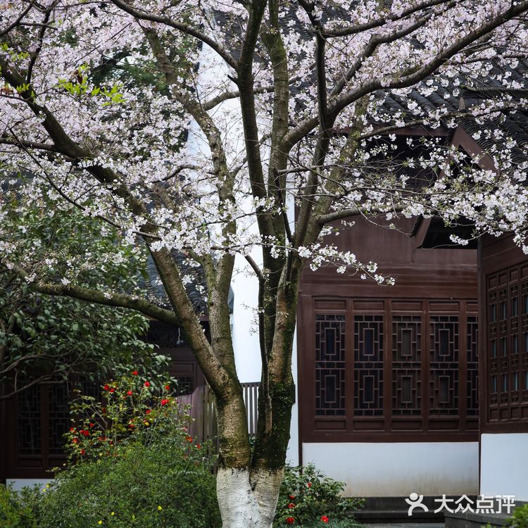 人间绝境‼️清冷至极‼️告诉你一个看樱花沒人的地方🌸