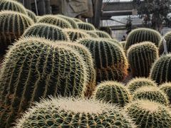 -南山植物园